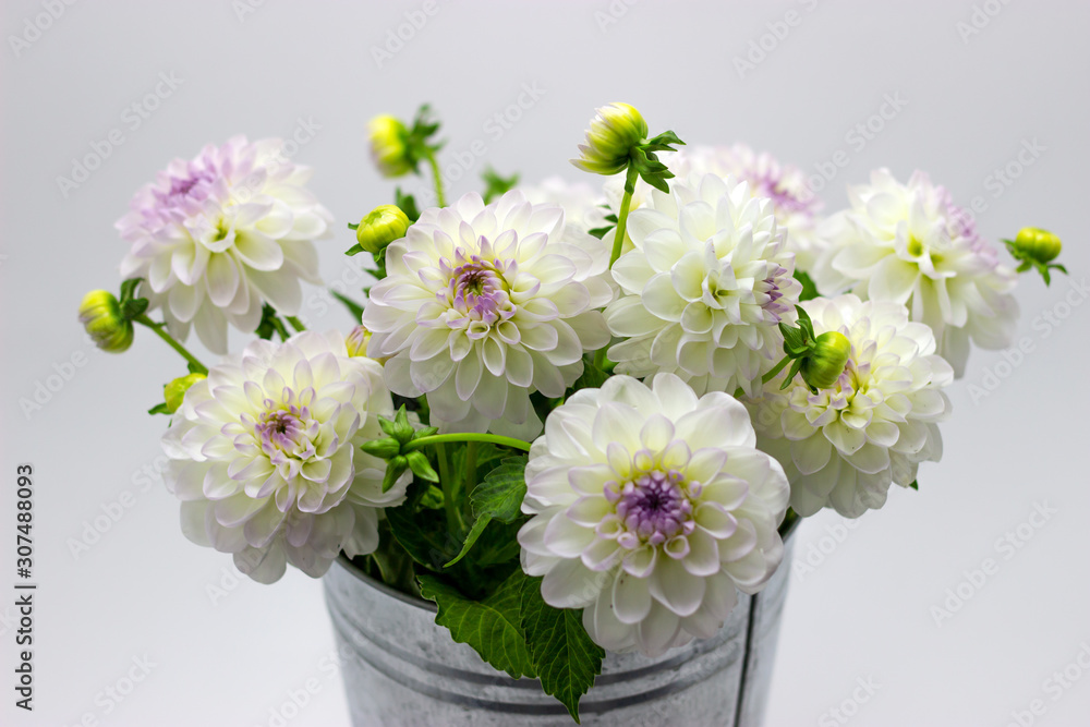 white dahlia in a vase on a dark background