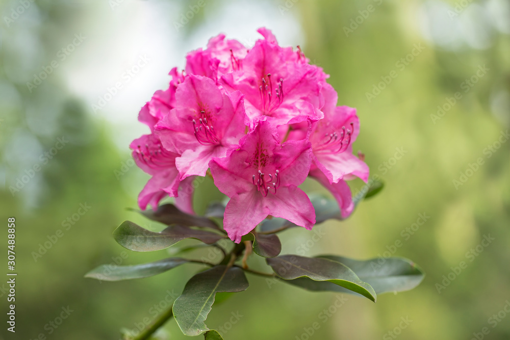 red Rhododendron flower on magic bokeh background. Red rhododendron flower, closeup. Red Azalea Flowers Closeup Macro with Blurred Background. red Rhododendron flower on magic bokeh background. Red rhododendron flower, closeup. Red Azalea Flowers Closeup Macro with Blurred Background.