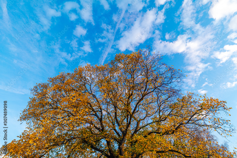 Fototapeta premium View of a yellow autumn tree top agains blue sky. Colorful tree crown on blue sky. Fall and autumn colors of a tree.