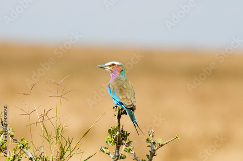 Carrack Lilac Brested - Masai Mara National Reserve - Kenya © J. J. Sesé