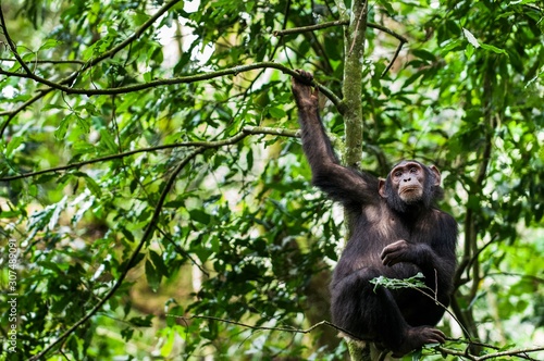 Close up portrait of chimpanzee ( Pan troglodytes ) resting  on the tree in the jungle © Uryadnikov Sergey