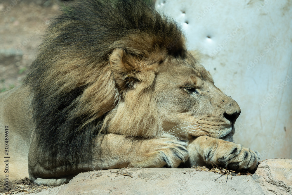 Close up images of the face and expression of an African Lion Close up images of the face and expression of an African Lion