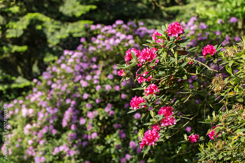 An old park with blooming rhododendron bushes between giant trees. Blooming rhododendron bushes in the old park. Old orboretum with flowering rhododendron bushes.  © ihorhvozdetskiy
