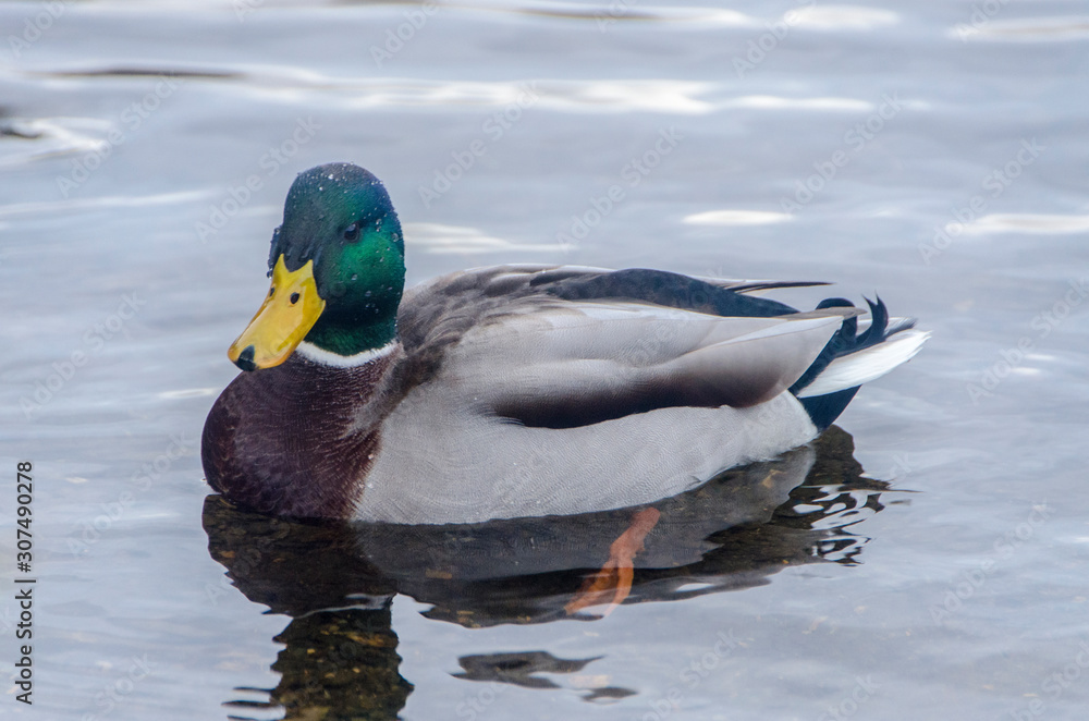 Duck - Glendalough - Ireland Duck - Glendalough - Ireland