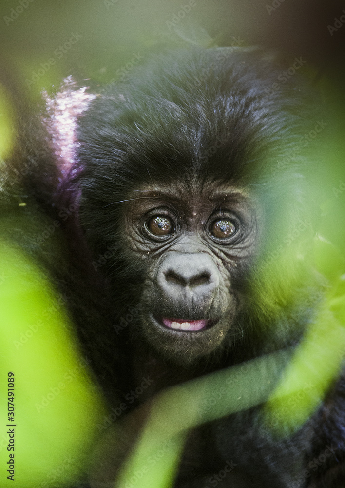 Close up Portrait of a mountain gorillacub at a short distance. The mountain gorilla (Gorilla beringei beringei) .
