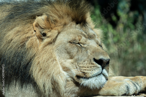 Close up images of the face and expression of an African Lion