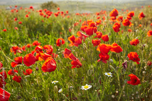 Closeup bright red poppies with blurry poppies in the background at Hierapolis in Turkey © Ryzhkov Oleksandr
