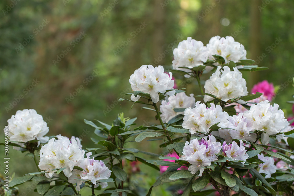 An old park with blooming rhododendron bushes between giant trees. Blooming rhododendron bushes in the old park. Old orboretum with flowering rhododendron bushes. An old park with blooming rhododendron bushes between giant trees. Blooming rhododendron bushes in the old park. Old orboretum with flowering rhododendron bushes.