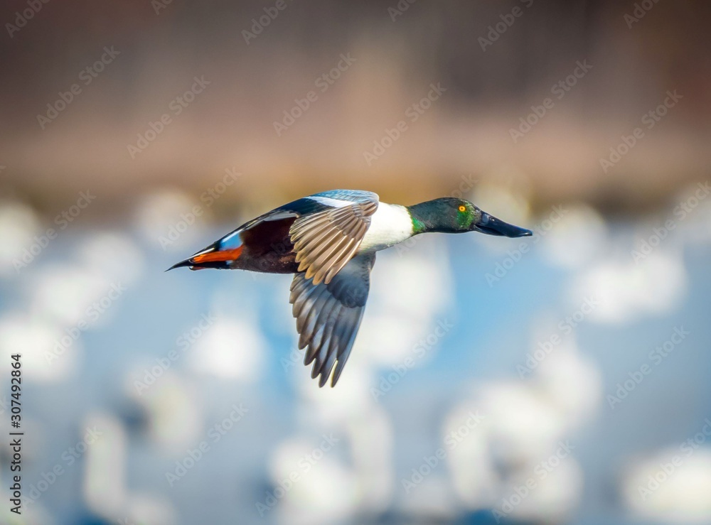Northern Shoveler Northern Shoveler