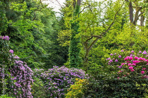 Fototapeta Naklejka Na Ścianę i Meble -  An old park with blooming rhododendron bushes between giant trees. Blooming rhododendron bushes in the old park. Old orboretum with flowering rhododendron bushes. 