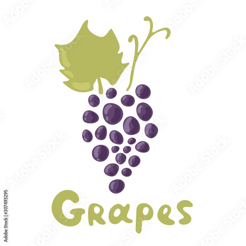 Dark blue or violet grapes illustration - stem and leaf isolated on white background. Grape cluster vector illustration in flat design.