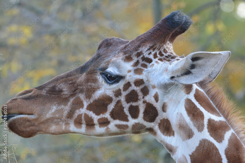 Obraz premium Giraffe