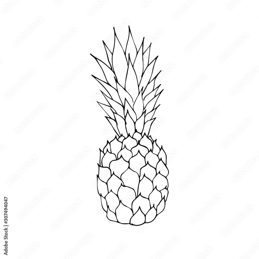Vector black outline hand drawn sketch doodle pineapple pine apple isolated on white background Vector black outline hand drawn sketch doodle pineapple pine apple isolated on white background