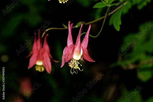 An Eastern Red Columbine is in full bloom. These flowering plants are native to North America.