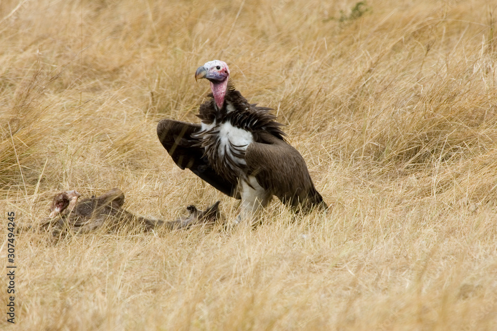 Fototapeta premium Vulture - Masai Mara National Reserve - Kenya