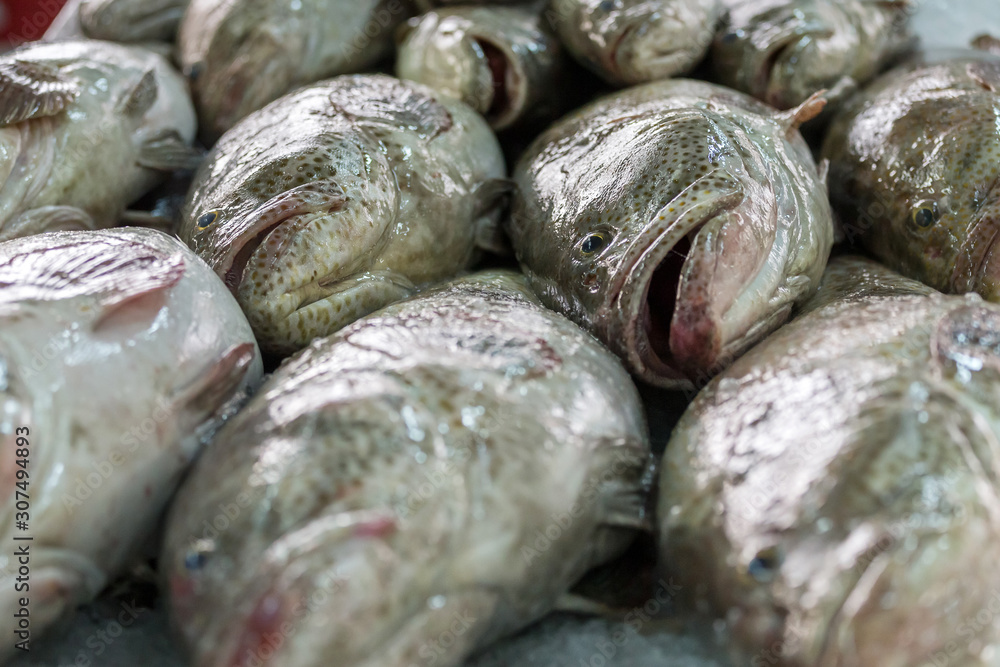 Fresh fish at the fish market in Abu Dhabi, UAE