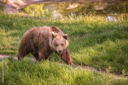 Brown bear walks along a green trail on a sunny summer day. The genus of mammals, a predatory detachment.