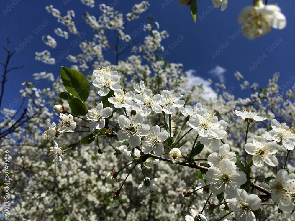 Blooming cherry branch on the background of other such and blue sky on a Sunny day. Photo from a mobile phone in natural daylight
