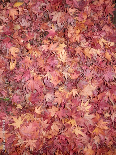 秋の風景 地面に降り積もった紅葉の落葉