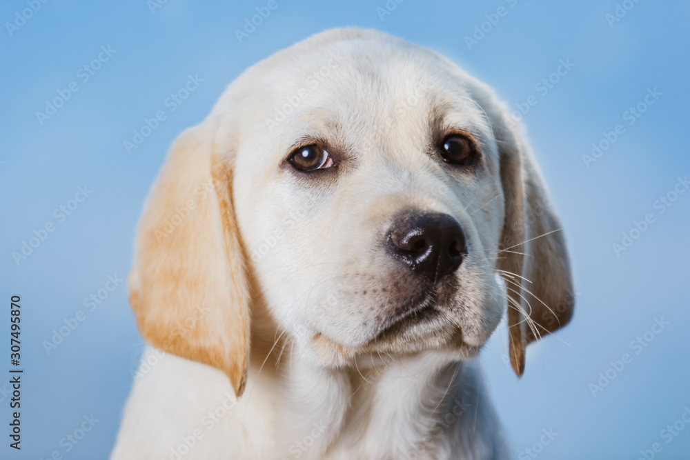 Labrador puppy