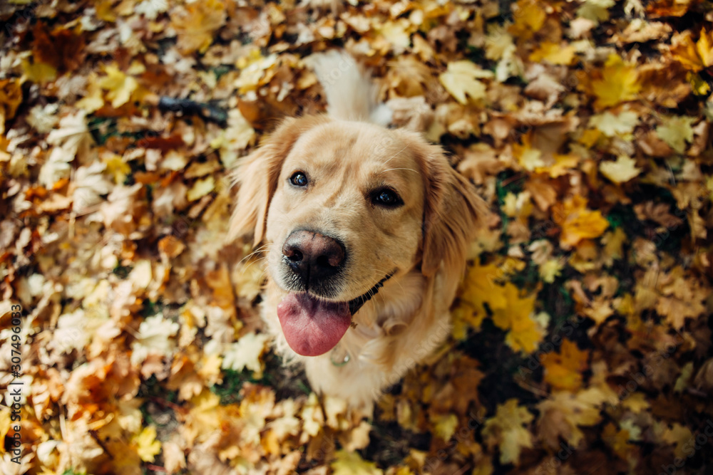 Happy golden dog sitting outdoors in falling leaves, Autumn park