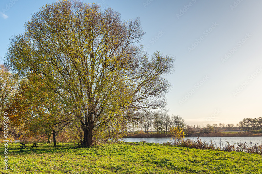 Tall willow tree beside the lake