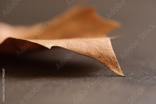Maple leaf. Abstract image of dry maple leaf. photo