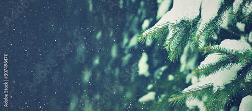 Winter Holiday Evergreen Tree Pine Branches Covered With Snow and Falling Snowflakes, Christmas Background, Horizontal
