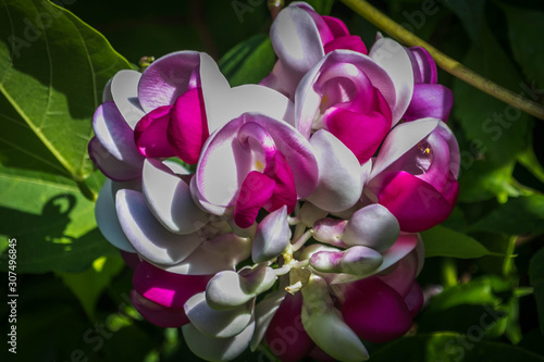 Gorgeous flower with a beautiful combination of white, fusia and pink photo