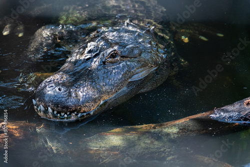 Close up of an American Alligator