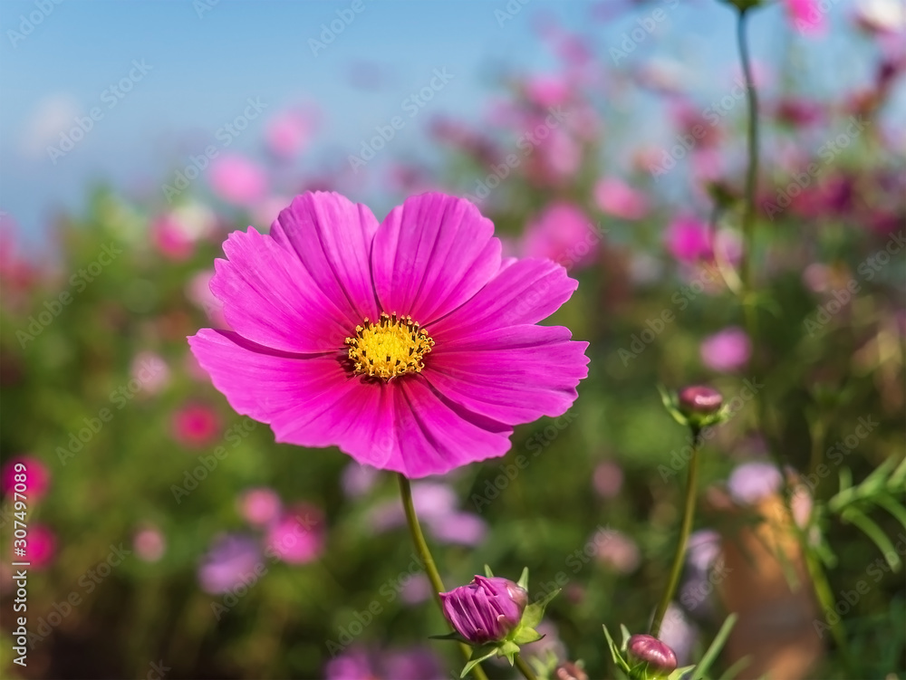 pink cosmos flower