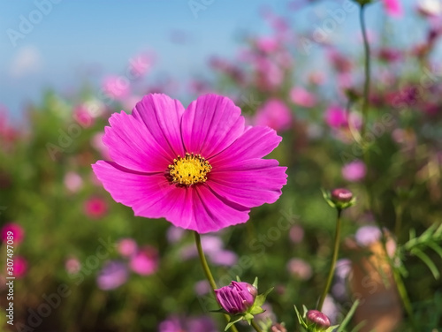 pink cosmos flower