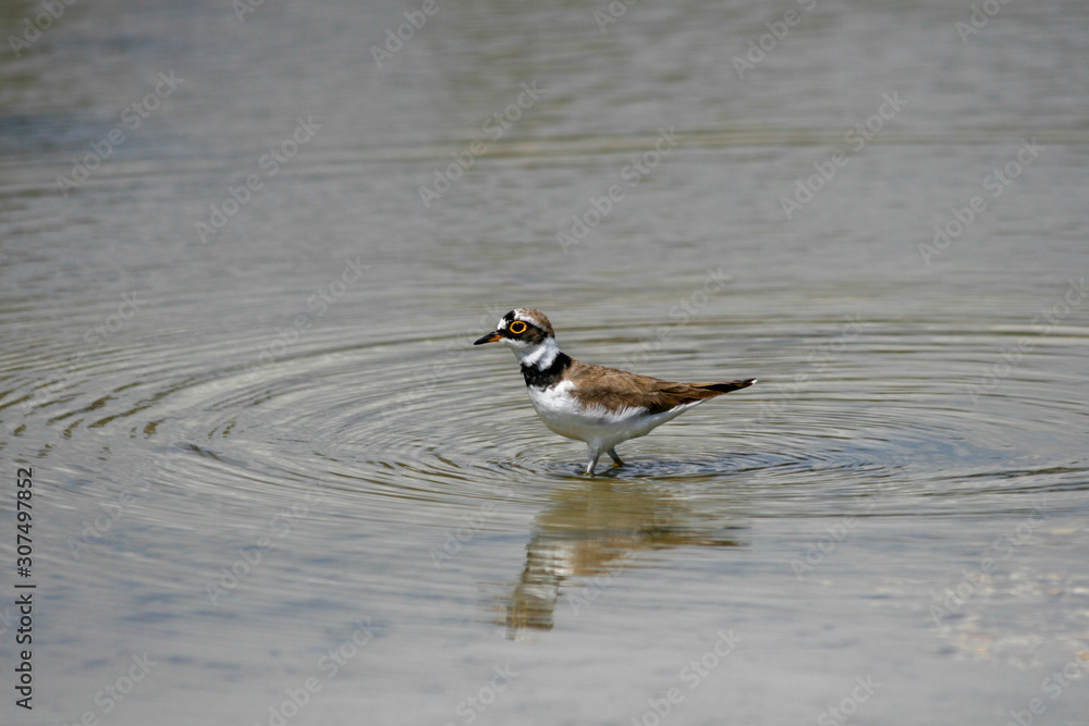 water-wandering Charadrius hiaticula in Turkey water-wandering Charadrius hiaticula in Turkey