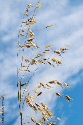 avena sterilis con cielo di sfondo photo