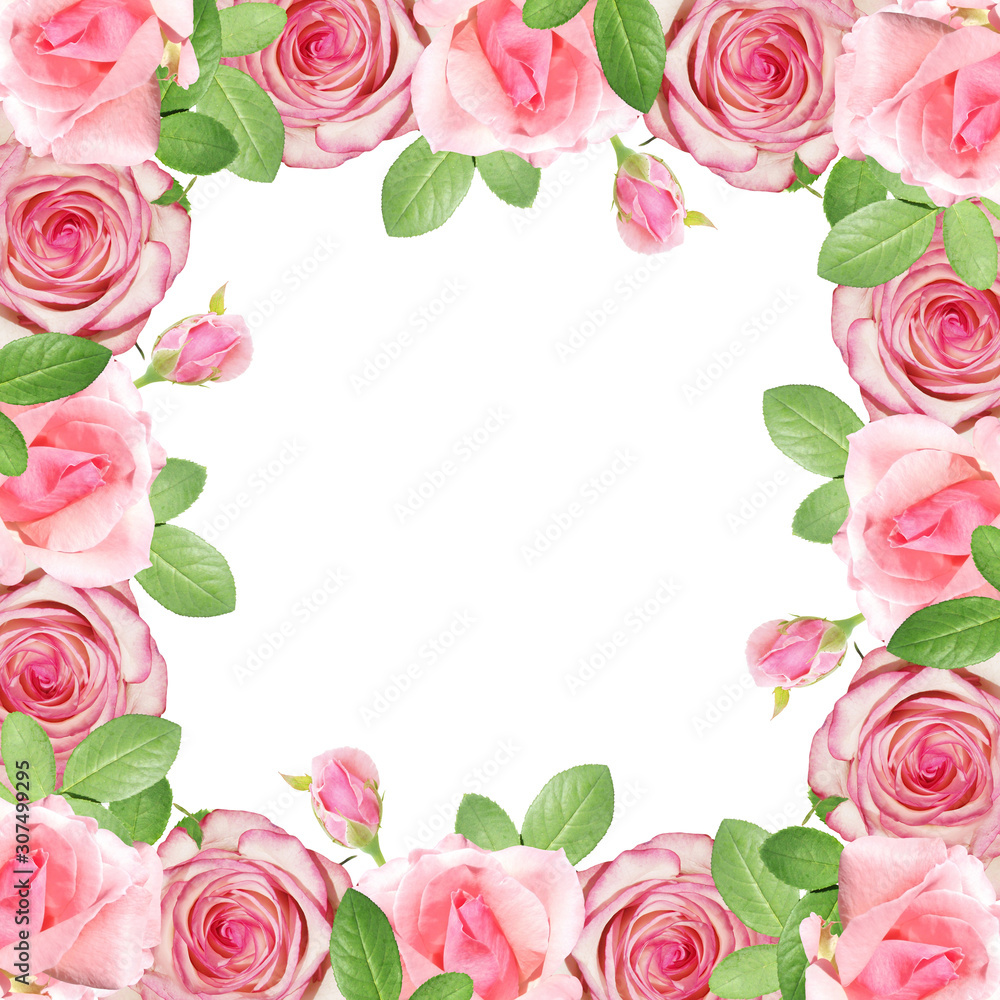 Beautiful floral background of pink roses. Isolated