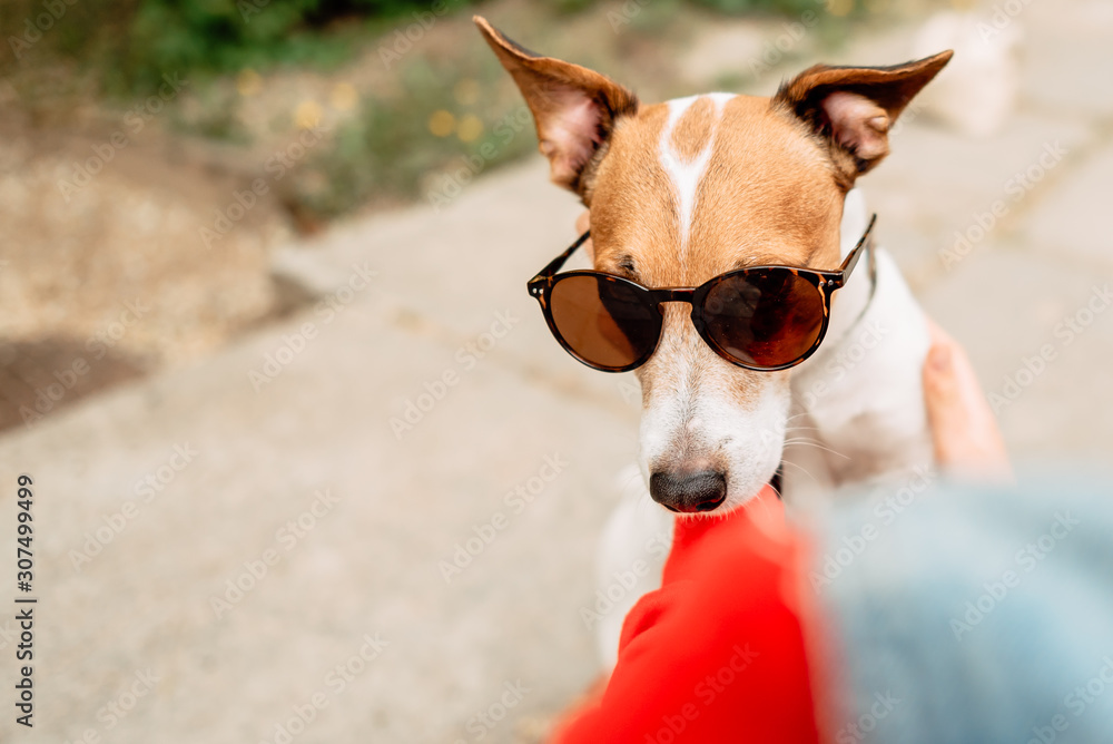 Jack Russell Terrier in park outdoors, beautiful dog outdoors Jack Russell Terrier in park outdoors, beautiful dog outdoors