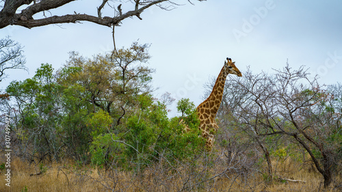 giraffes in kruger national park  mpumalanga  south africa 1