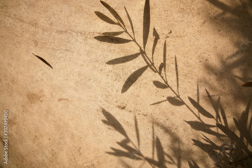 olive tree leaves shadows on the brown background photo