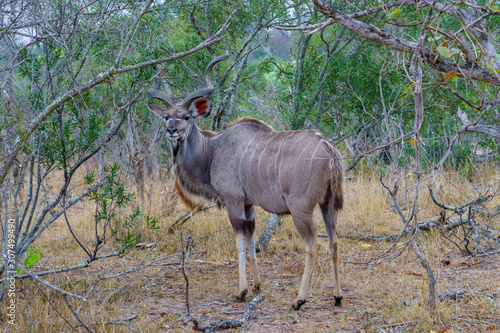 Kudu in kruger national park, mpumalanga, south africa