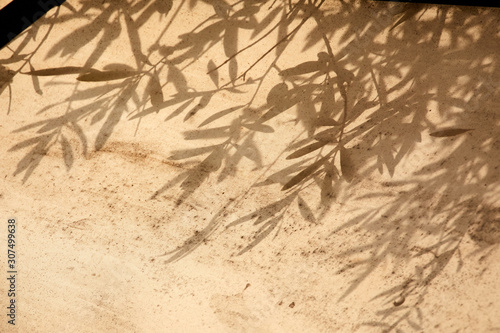 olive tree leaves shadows on the brown background