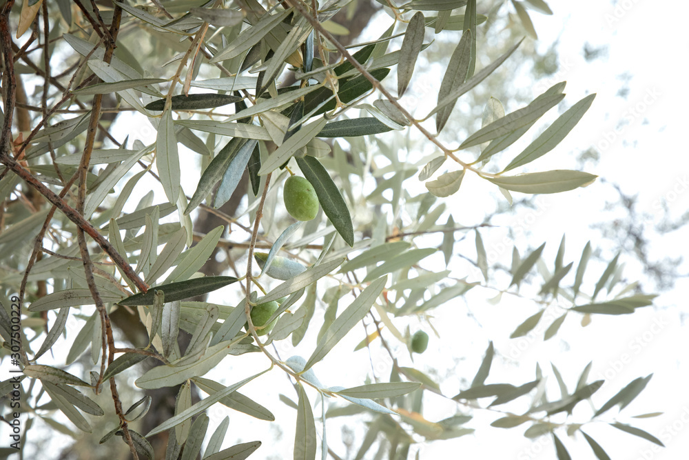 Obraz premium olive tree branches with leaves and fruits