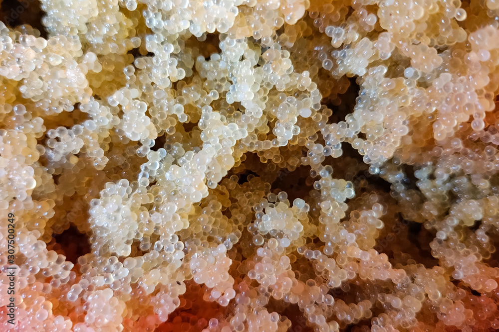 Caviar of carp. Collecting carp caviar in basin. Caviar of carp. Collecting carp caviar in basin.