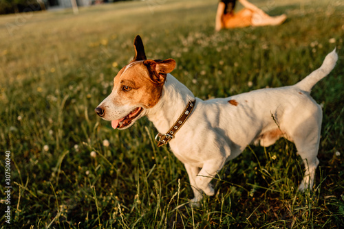 Jack Russell Terrier in park outdoors, beautiful dog outdoors