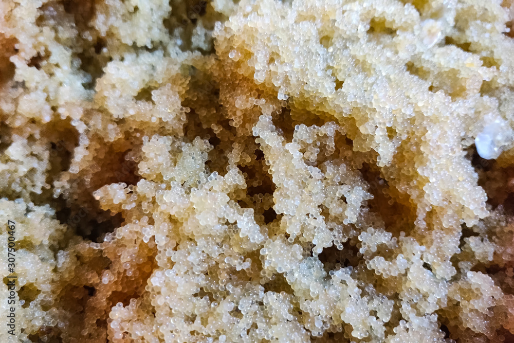 Caviar of carp. Collecting carp caviar in basin. Caviar of carp. Collecting carp caviar in basin.