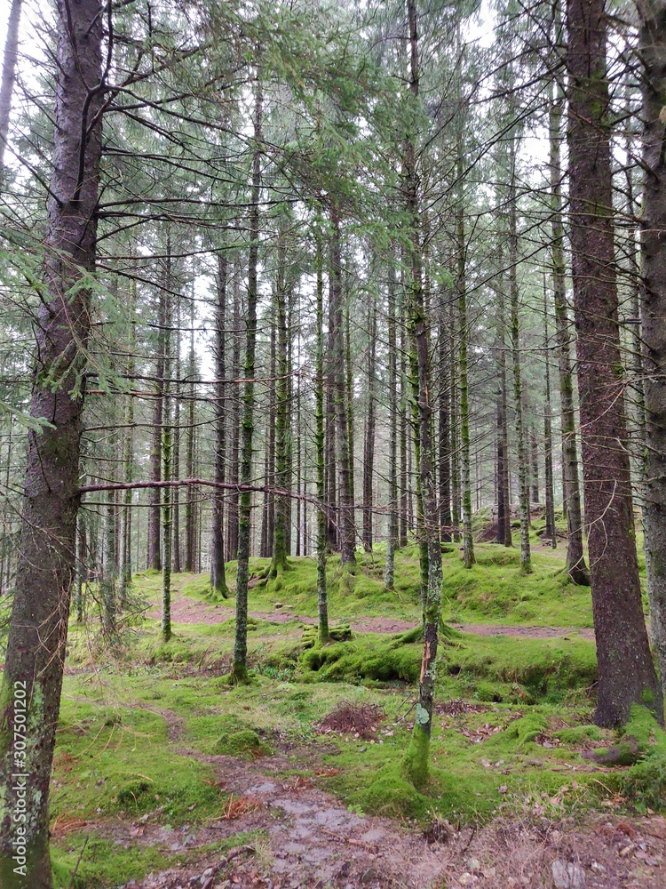 Foret arbres Foret arbres