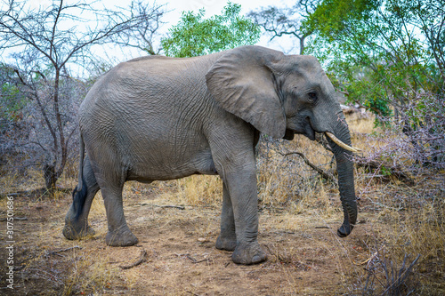 elephant in kruger national park  mpumalanga  south africa 28