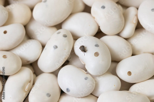 beetles ( Acanthoscelides obtectus ) are sitting on bean.