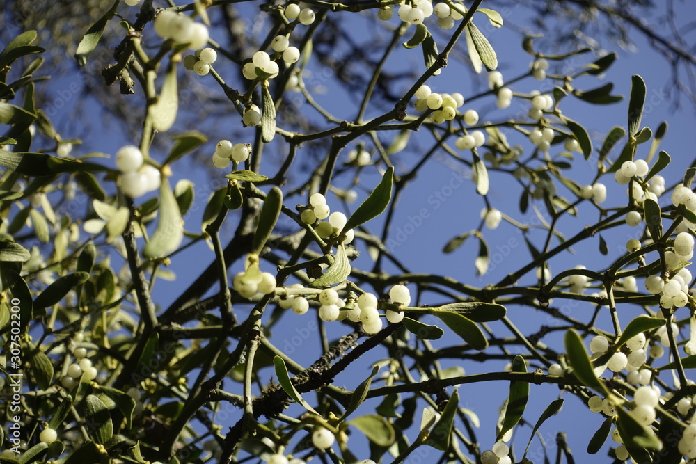 Weißbeerige Mistel (Viscum album) . White-berried Mistletoe Stock Photo |  Adobe Stock