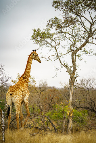 giraffes in kruger national park, mpumalanga, south africa 9