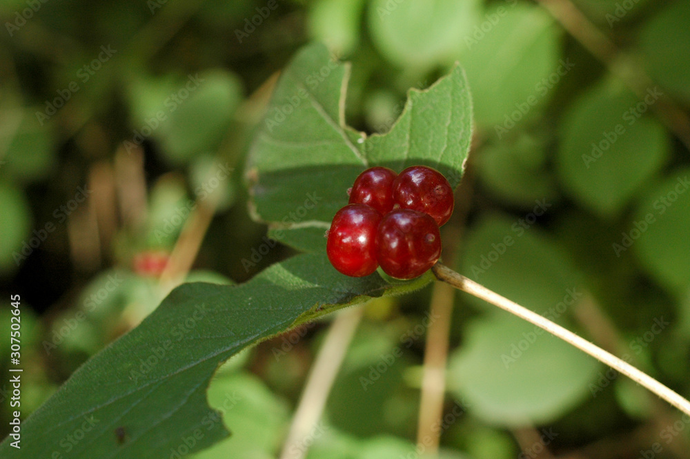 berries berries